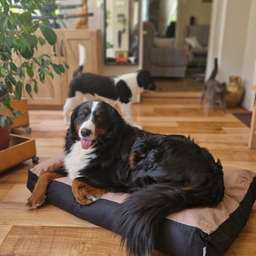 Dušek za psa, sa perivom navlakom i sa podešavanjem količine punila